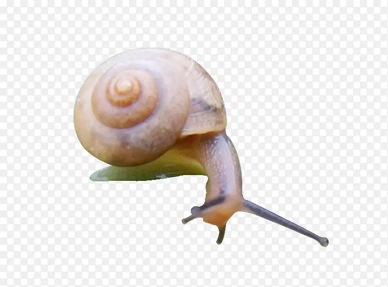蜗牛免扣蜗牛