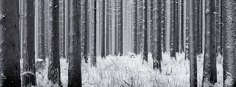 树林冬季雪景背景banner