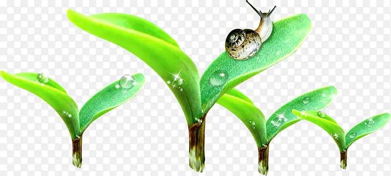 绿色环保植物发芽蜗牛