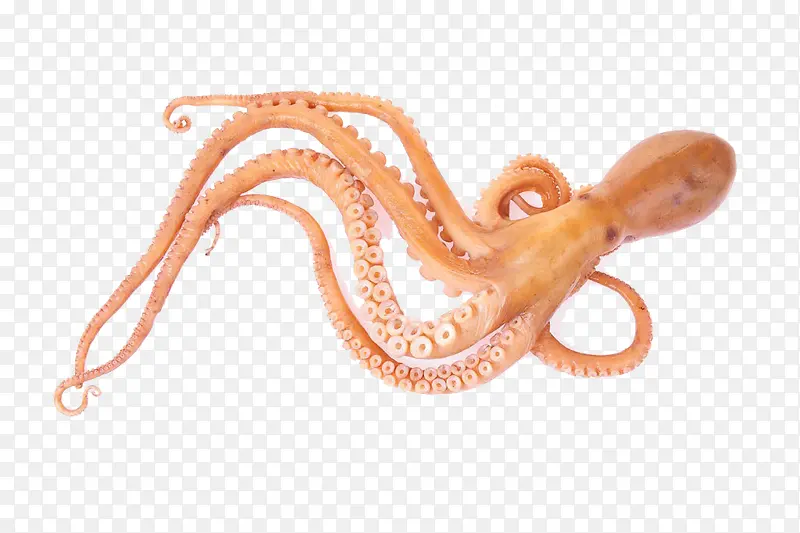海中生物 章鱼