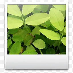 绿色叶子图片