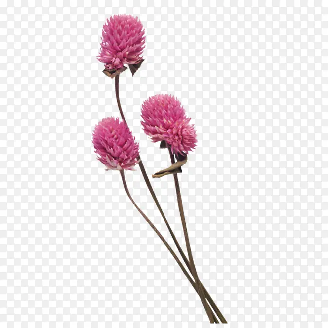 粉色小花朵元素