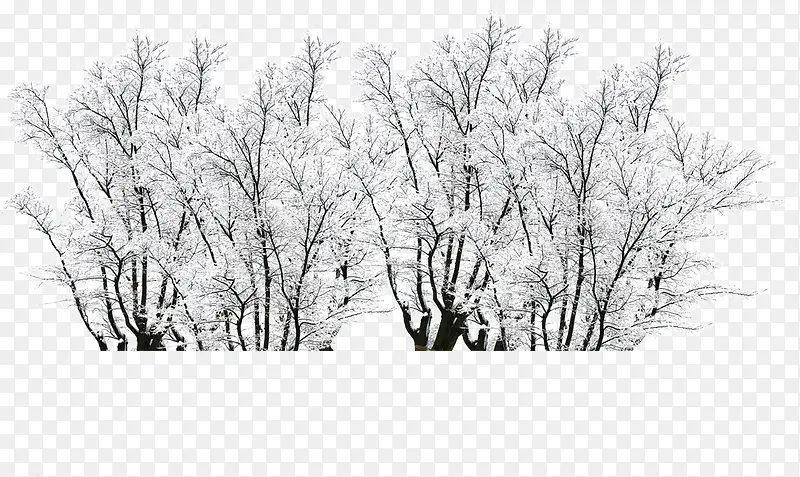 冬季雪覆盖树木景观