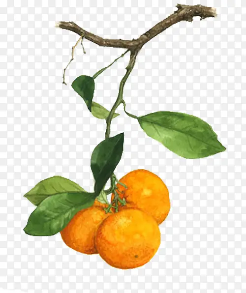 黄色橘子