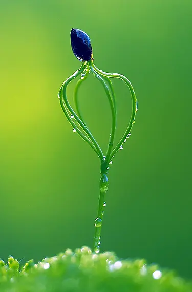 小绿珠的小绿花朵