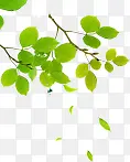 合成绿色的树叶造型效果