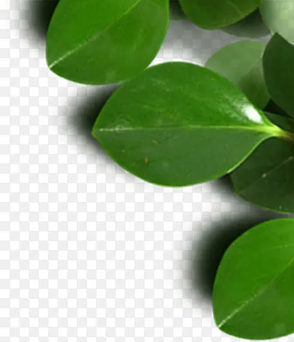 高清摄影绿色的树叶造型效果