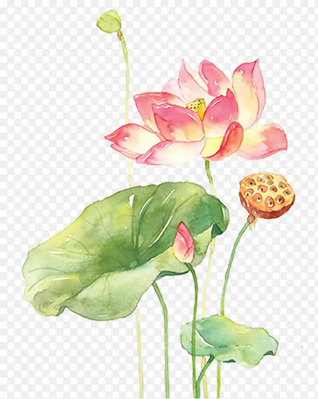水粉系的荷花
