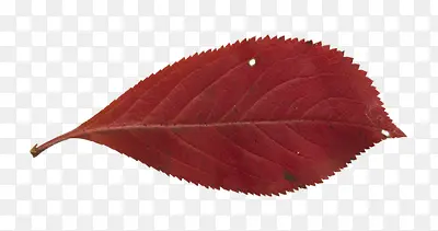 红色叶子正面图片