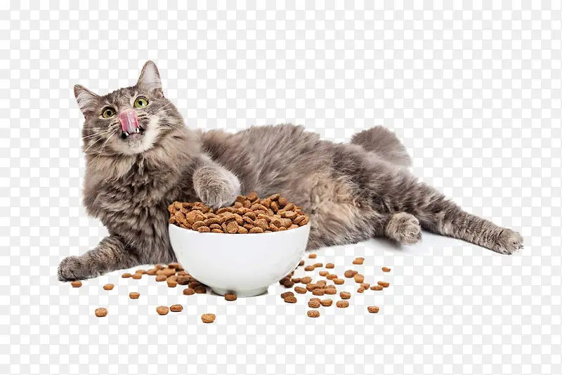 猫与猫粮