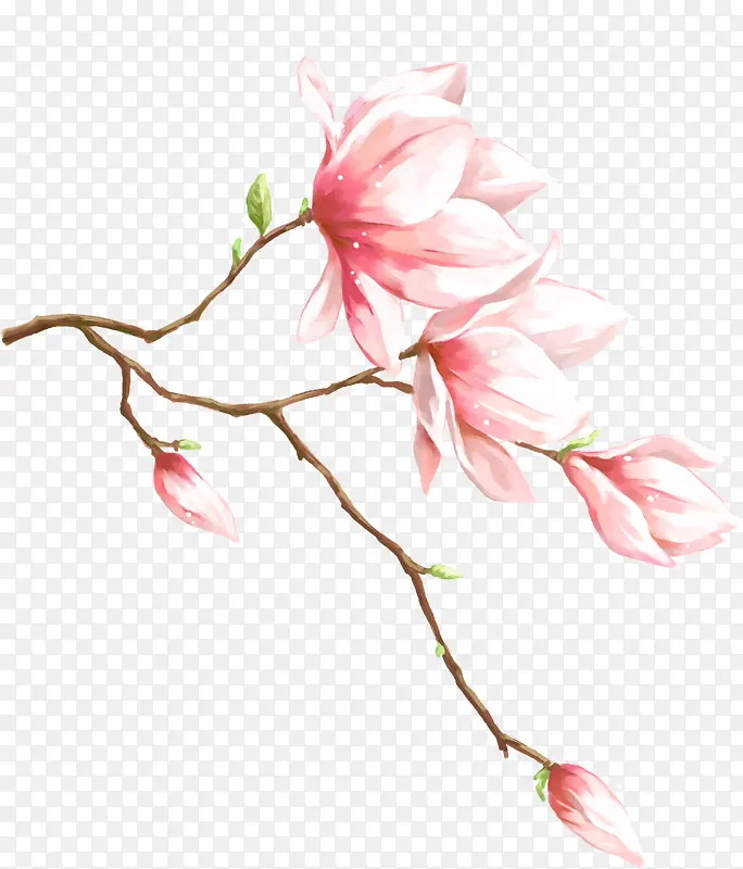 春天手绘粉色玉兰