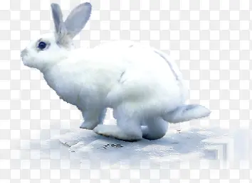 小白兔冬季风景素材