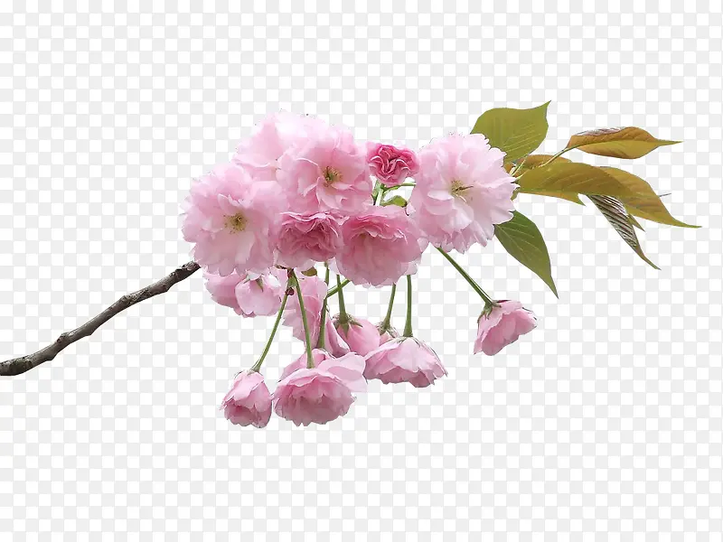 树枝粉色小花