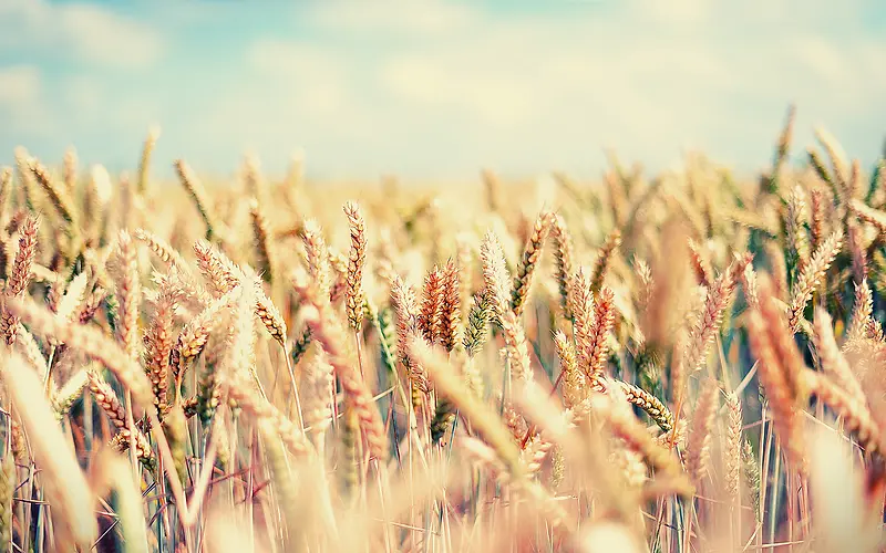 麦子成熟高清素材大图秋天