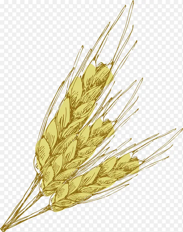 小麦手绘装饰