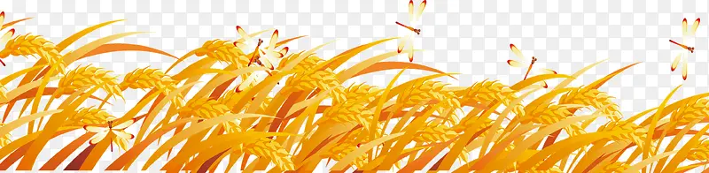 秋收麦穗的季节