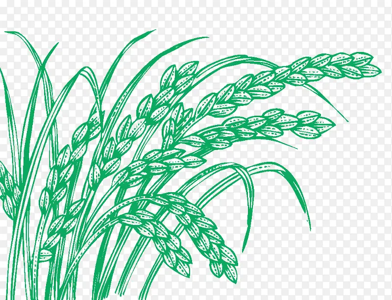 手绘创意合成绿色的小麦