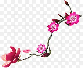 中秋节粉色花朵图片