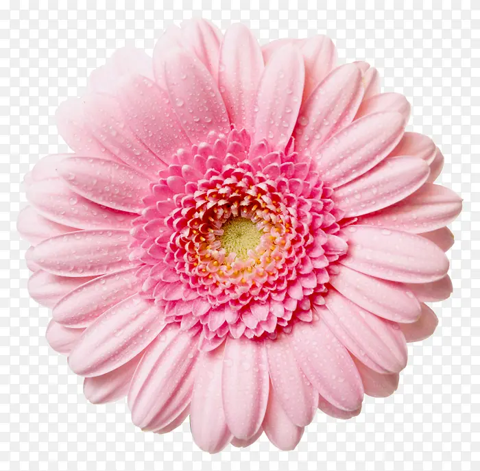 盛开的粉色花朵元素