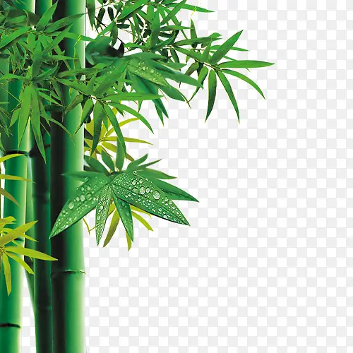 竹子，植物，水珠，绿