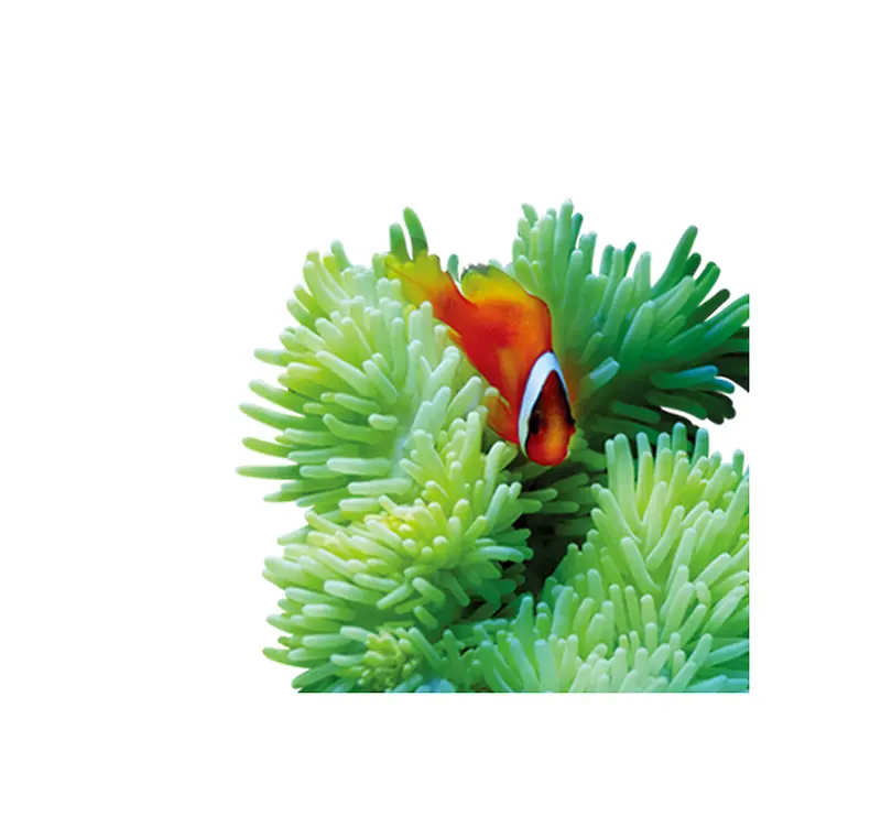 绿珊瑚 鱼