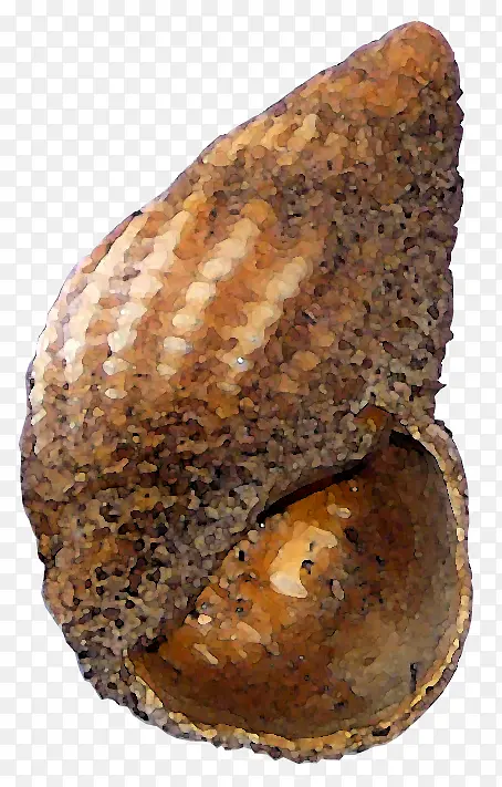 彩色棕色海螺