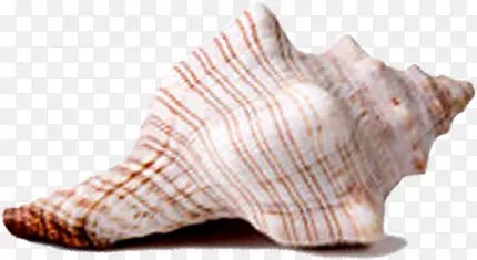 特色海螺装饰素材