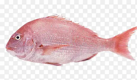 红色鲷鱼生鲜素材