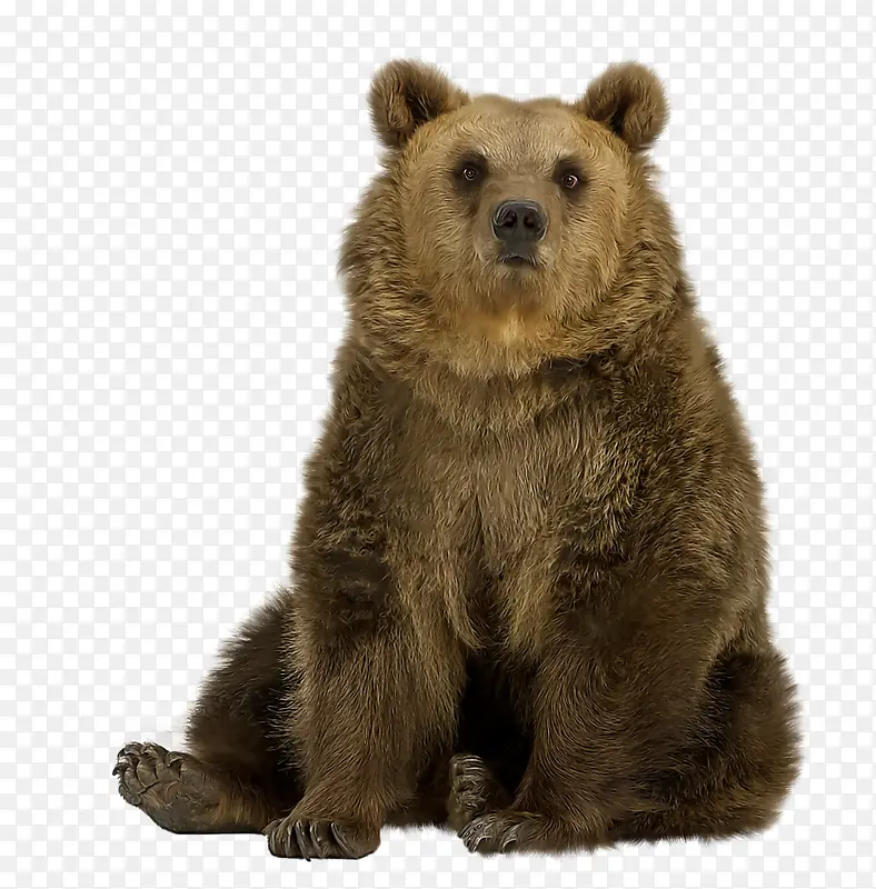坐着的棕熊