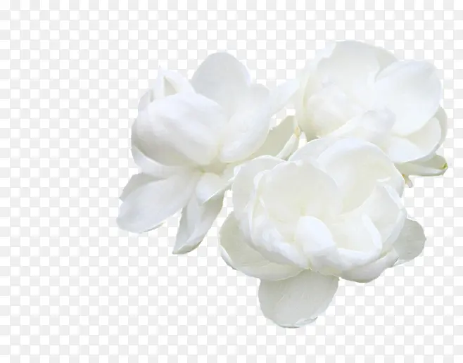 纯白色茉莉花花茶素材芬芳满枝丫