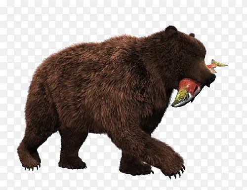 熊吃鱼