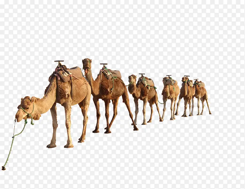 五个骆驼
