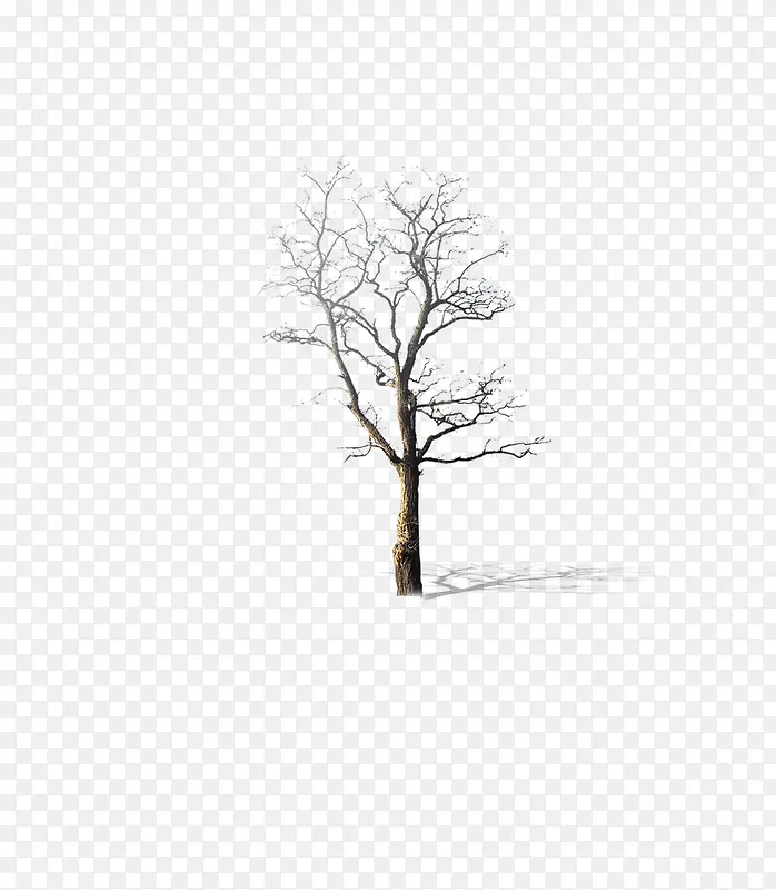 枯树