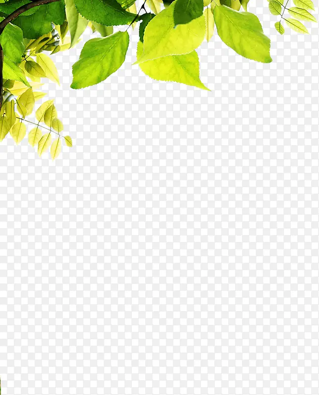 黄绿色植物树叶装饰