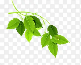 绿色树叶美景装饰植物PNG图片素材下载_图片编号qpergkew-免抠素材网