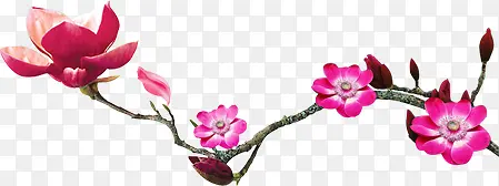 高清粉色花朵树枝