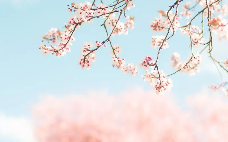 嫩粉色花朵树枝壁纸