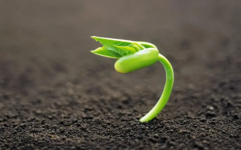 植物清新生命力自然