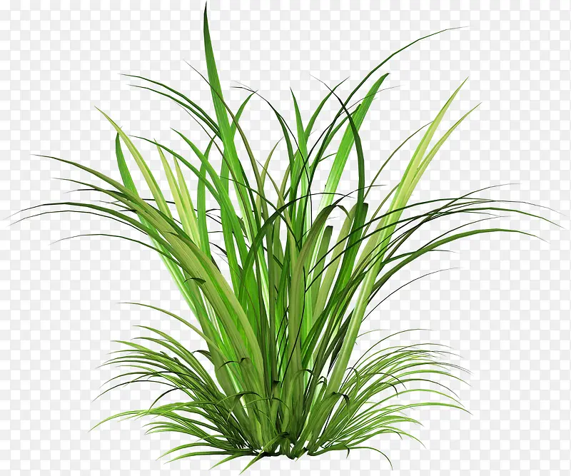 绿草清新设计植物