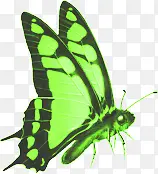 端午节绿色翅膀蝴蝶