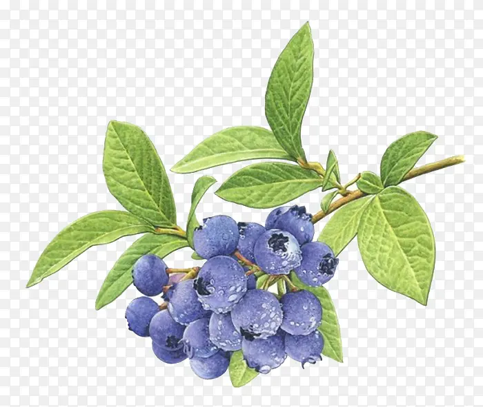 水彩蓝莓