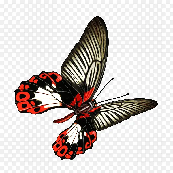 黑色红色蝴蝶