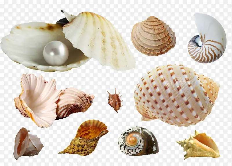海洋壳类大全图片