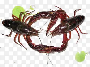 龙虾