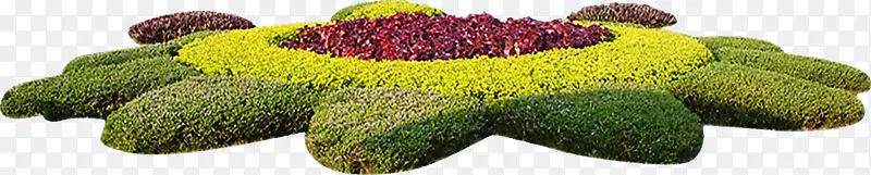 彩色树叶植物绿化