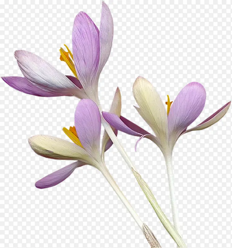 紫花
