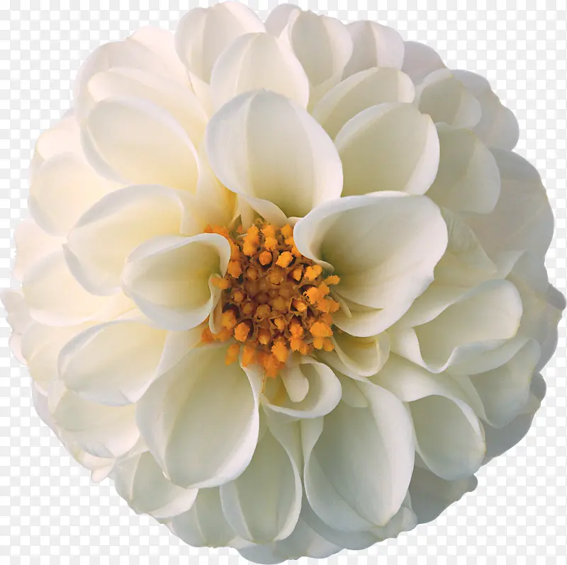 花卉