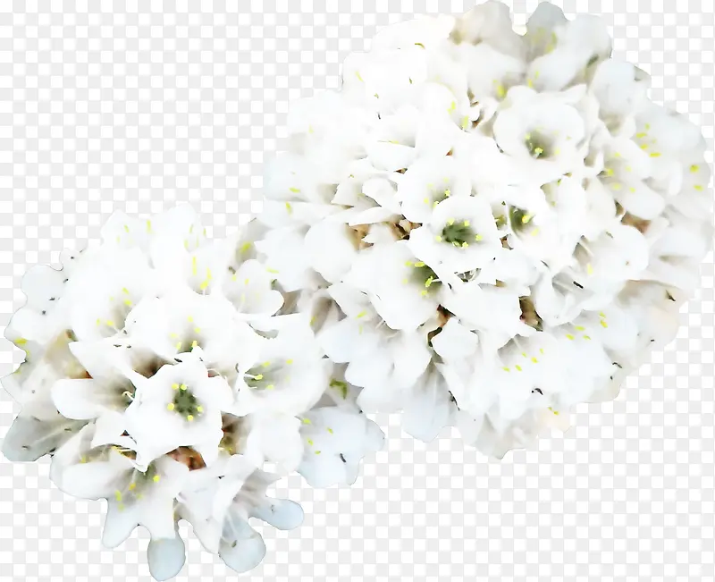 白花