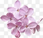 粉花