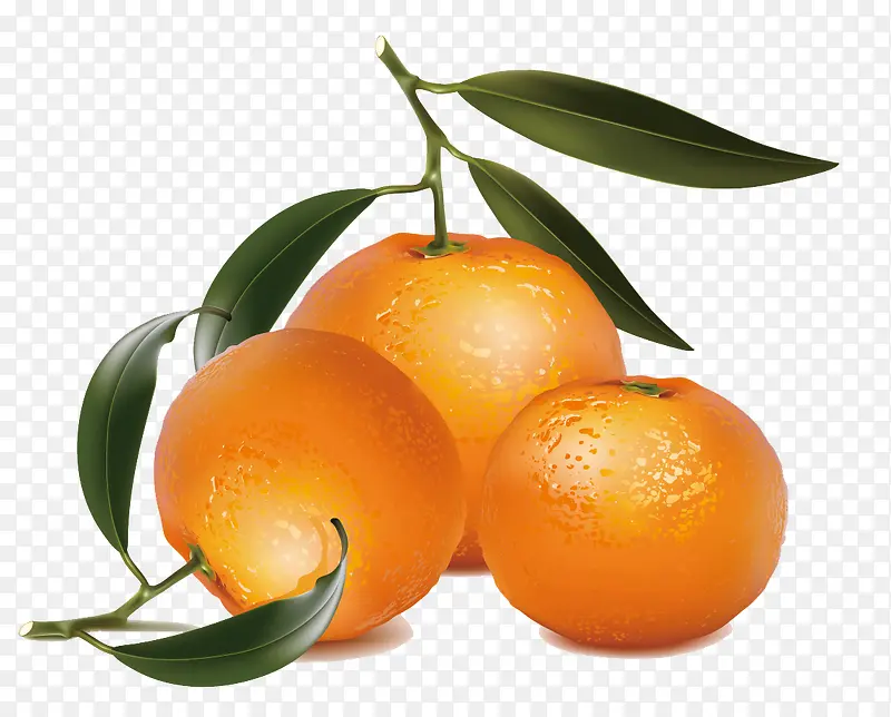 矢量元素橘子